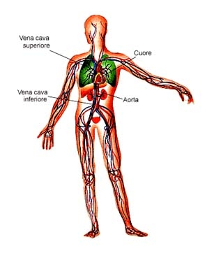 Relazione sull'apparato circolatorio e sull'esperienza di laboratorio - IL SANGUE, GLOBULI BIANCHI (o leucociti), PIASTRINE, COAGULAZIONE DEL SANGUE, 